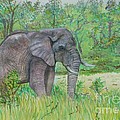 Elephant at Kruger