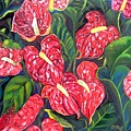 Anthurium Flowers